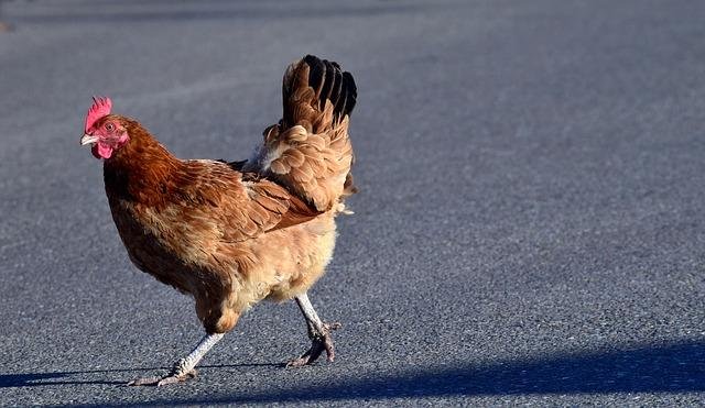 Best chicken road 2 demo in Denmark